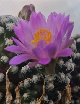 Preview: Mammillaria theresae minima GCG12504